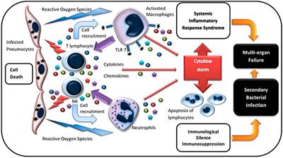 Immunotherapy Summary for Cytokine Storm in COVID-19